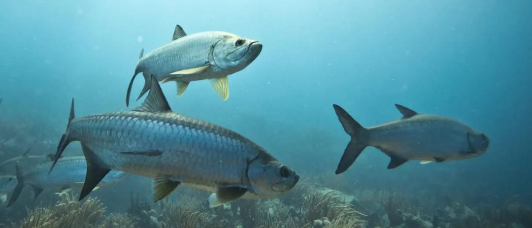 Florida keys tarpon