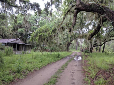 Step Back in Time: Sapelo Cabin